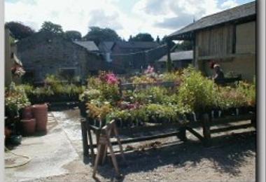 Barn Plant Centre and Gift Shop