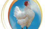 Thumbnail for Ellel Free Range Poultry Company