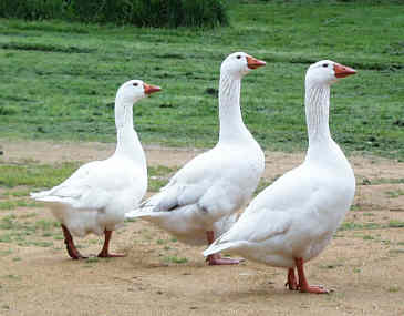 Geese