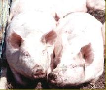 Pigs